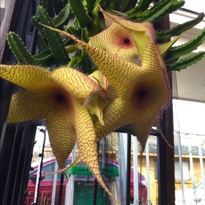 Stapelia Gigantea Starfish Cactus Plant Stem Cuttings, 2 stem cuttings